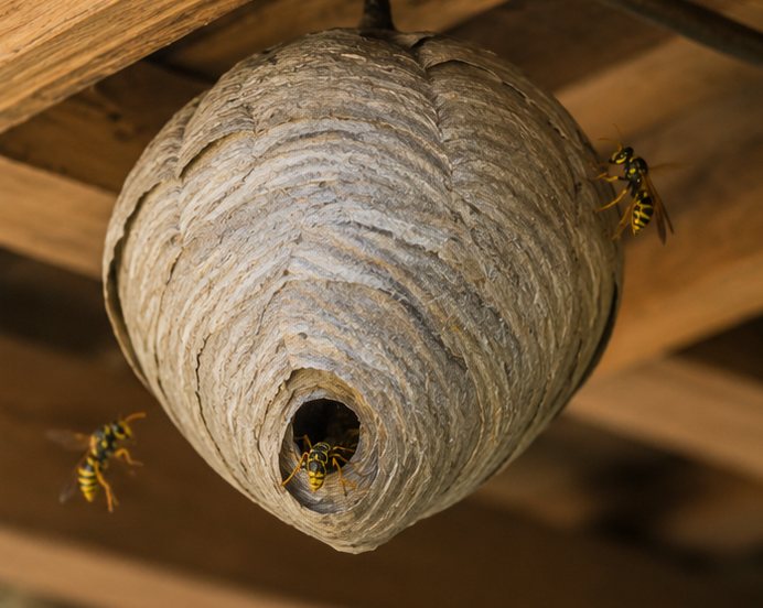Grey paper wasp nest built under roof timbers with wasps at the entrance