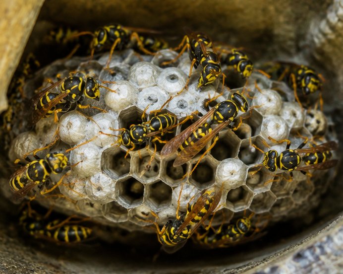 Established wasp nest with dozens of wasps covering the capped brood cells