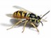 Wasp Nest Removal Booking