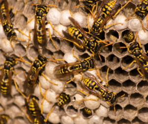 Dealing with Wasp Nests in Kent 