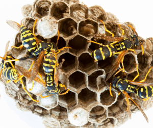 Why You Should Never Ignore a Wasp Nest
