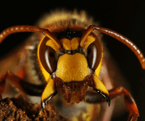 DIY vs Professional Wasp Nest Removal in Kent